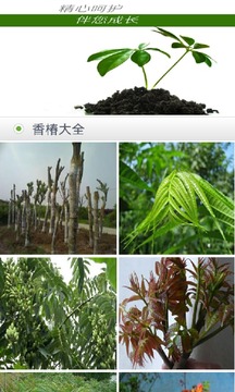 香椿网APP