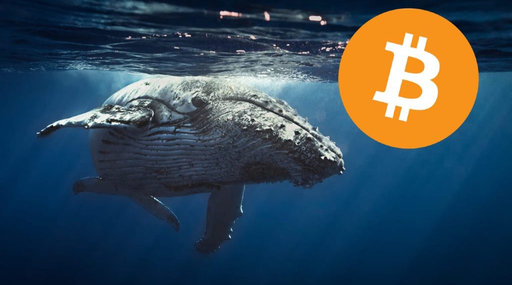 国际清算银行散户常当巨鲸接盘侠多数比特币定投者都亏损1